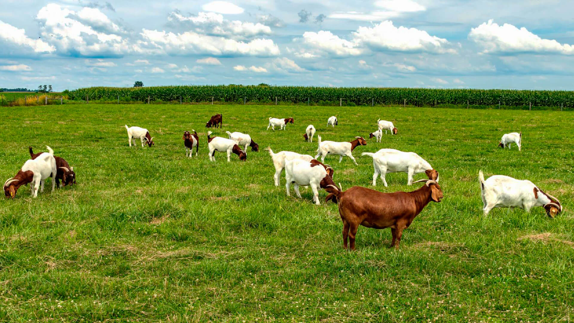 leche-la-primera_05